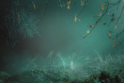 Plants growing on field in foggy weather