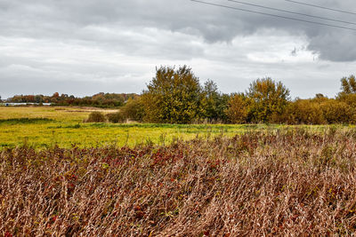 Scenic view of field against sky