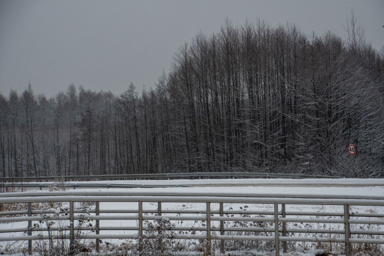 BARE TREES ON SNOW COVERED LAND