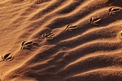 Bird tracks on a sand dune at sunset
