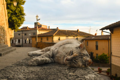 Cat relaxing in a building