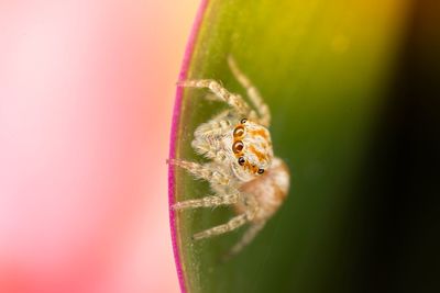 Extreme close-up of spider on leaf