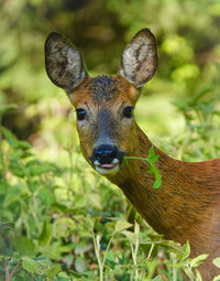 Close-up portrait of deer