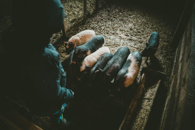 High angle view of person with piglets