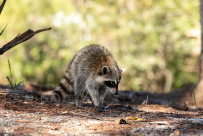 Foraging young