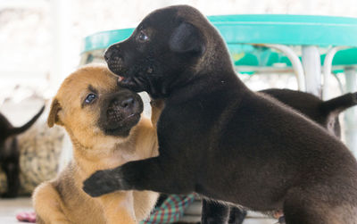 Close-up of two dogs