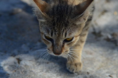 Close-up of a cat