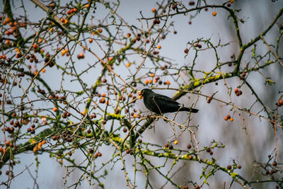 Low angle view of bird perching on tree