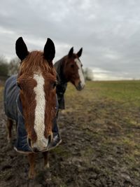 Two horses standing in a field