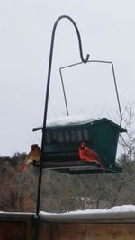 Low angle view of bird perching on pole against sky