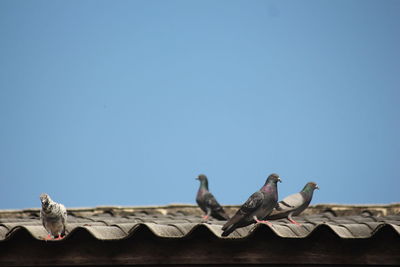 Low angle view of birds perching on roof against clear sky