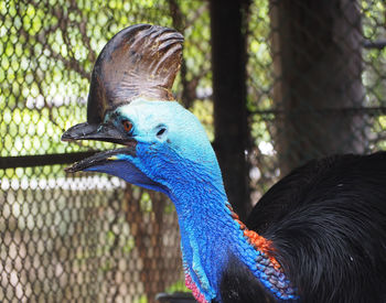 Close-up of peacock perching in cage