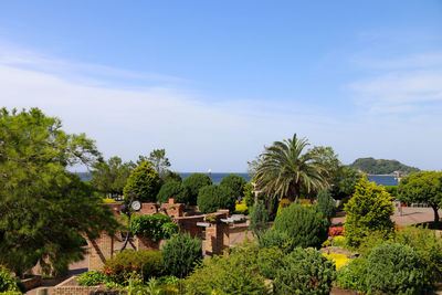 Plants and trees by houses against sky