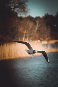 Seagull flying over sea