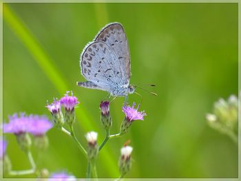 Close-up of butterfly perching on flower