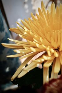 Close-up of yellow flowering plant