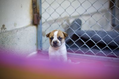 Portrait of puppy on fence