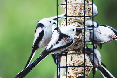 Close-up of birds perching on metal feeder