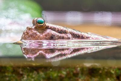 Close up of an atlantic mudskipper 