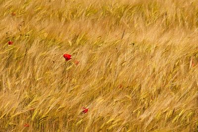 Poppies blooming on wheat field