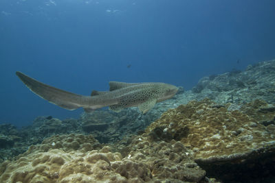 Swimming zebrashark