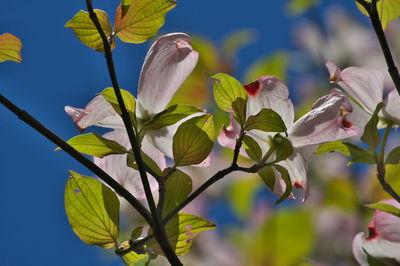 Low angle view of flowering plant