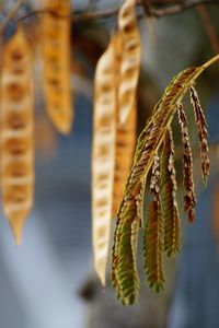 Close-up of crops