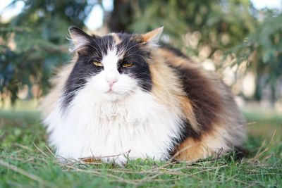 Portrait of cat on grass