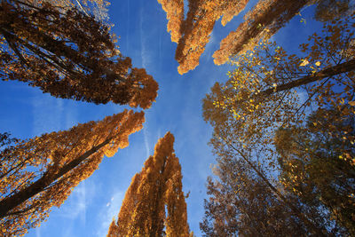 Low angle view of trees against sky