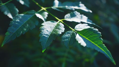 Close-up of leaves on plant during winter