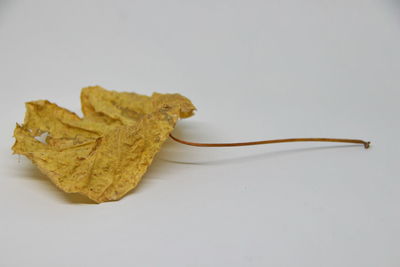 High angle view of leaf on table