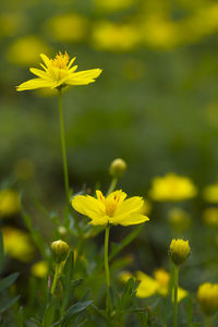 Close-up of yellow flowering plant on field