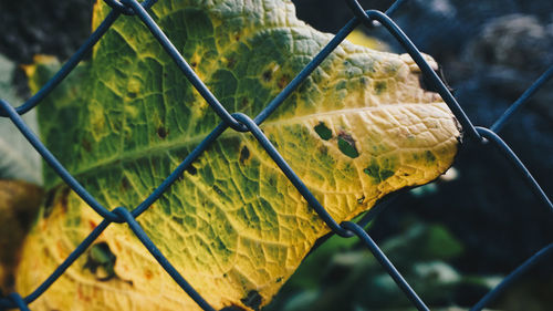 Close-up of green leaf