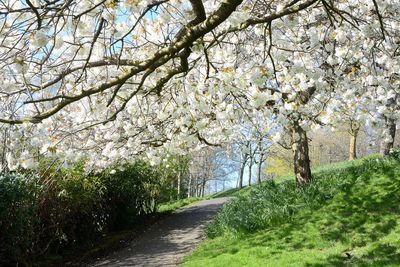 Cherry blossoms on road amidst plants