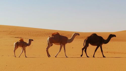 Horses standing in desert against clear sky