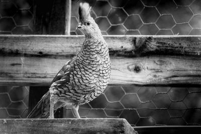 Close-up of bird perching on wood