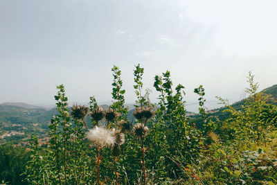 Scenic view of flowering plants on land against sky