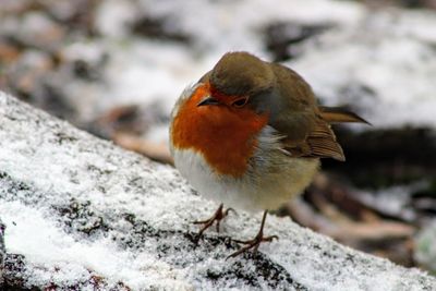 Close-up of bird perching on snow