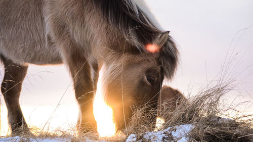 Close-up of horse on field against sky