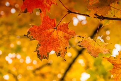Close-up of maple leaves on tree during autumn