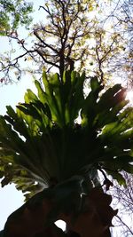 Low angle view of flowering tree against sky