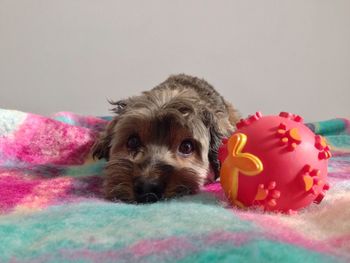 Close-up portrait of a dog