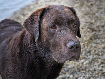 Close-up of dog