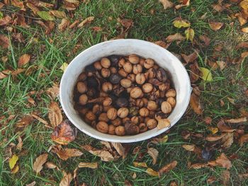 High angle view of seeds in bowl on field