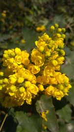 Close-up of yellow flowering plant