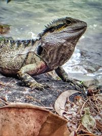 Close-up of lizard in water