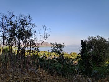 Plants growing on land against sky