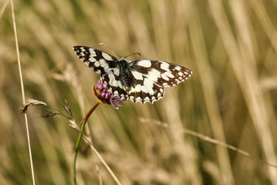 Close-up of butterfly pollinating on flower