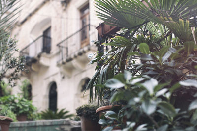 Low angle view of plants and building