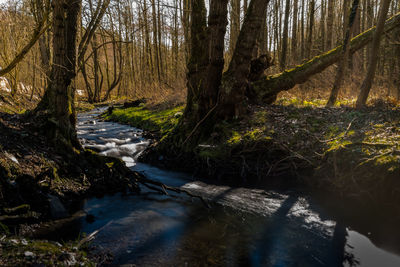 River flowing amidst trees in forest